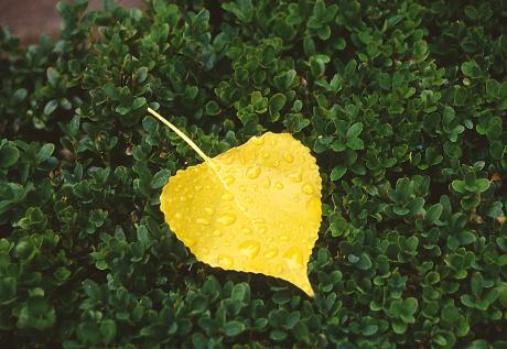 --Blatt- - Karlheinz Milde - Array auf - Array - --Blatt- - Karlheinz Milde - Array auf - Array -