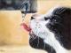 Thirsty cat - Rebecca Tecla - Ãl auf - Sonstiges - Thirsty cat - Rebecca Tecla - Ãl auf - Sonstiges -