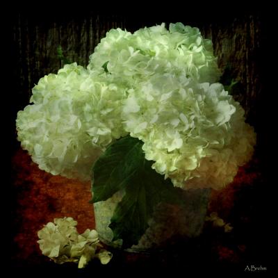 Hortensie - Anke Brehm - Array auf - Array - Hortensie - Anke Brehm - Array auf - Array -