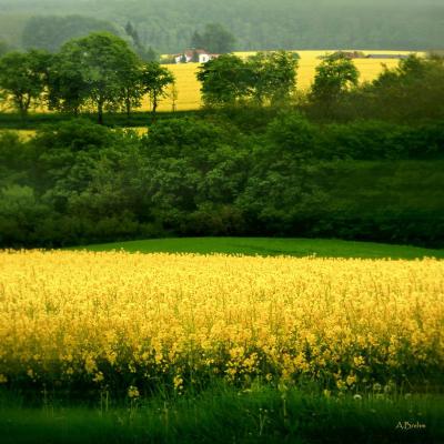 Rapsfeld - Anke Brehm - Array auf - Array - Rapsfeld - Anke Brehm - Array auf - Array -