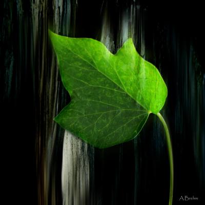 Efeu - Anke Brehm - Array auf - Array - Efeu - Anke Brehm - Array auf - Array -