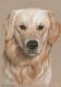 Golden Retriever - Nicole Zeug - Zeichnung auf - Tiere - Golden Retriever - Nicole Zeug - Zeichnung auf - Tiere -