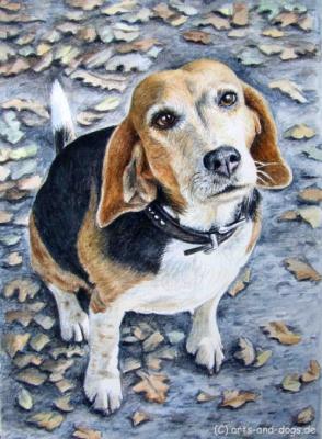 Beagle im Herbst - Nicole Zeug - Array auf - Array - Beagle im Herbst - Nicole Zeug - Array auf - Array -