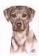 Rhodesian Ridgeback - Nicole Zeug - Kohle auf - Hunde - Rhodesian Ridgeback - Nicole Zeug - Kohle auf - Hunde -