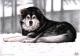 Alaskan Malamute 2 - Nicole Zeug - Kohle auf - Hunde - Alaskan Malamute 2 - Nicole Zeug - Kohle auf - Hunde -