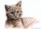 Kätzchen - Nicole Zeug - Kohle auf - Katzen - Kätzchen - Nicole Zeug - Kohle auf - Katzen -