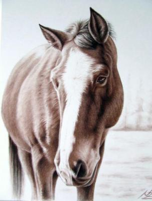 Brauner Wallach - Nicole Zeug - Array auf - Array - Brauner Wallach - Nicole Zeug - Array auf - Array -