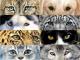 Animal Eyes - Nicole Zeug - - auf - Tiere - Animal Eyes - Nicole Zeug - - auf - Tiere -
