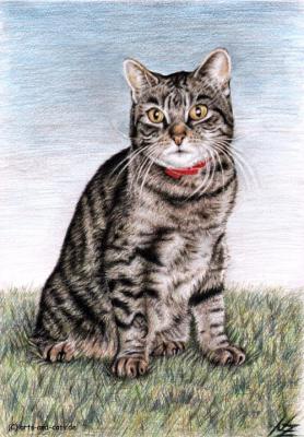 Kater Max - Nicole Zeug - Array auf - Array - Kater Max - Nicole Zeug - Array auf - Array -