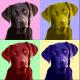 PopArt Labrador - Nicole Zeug - - auf - Hunde - PopArt Labrador - Nicole Zeug - - auf - Hunde -