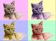 Kitten PopArt - Nicole Zeug - - auf - Tiere - Kitten PopArt - Nicole Zeug - - auf - Tiere -
