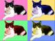Tomcat PopArt - Nicole Zeug - - auf - Katzen - Tomcat PopArt - Nicole Zeug - - auf - Katzen -