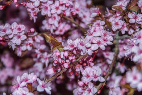 kirschblüte - Farbschatten Fotografie - auf - Array - kirschblüte - Farbschatten Fotografie - auf - Array -