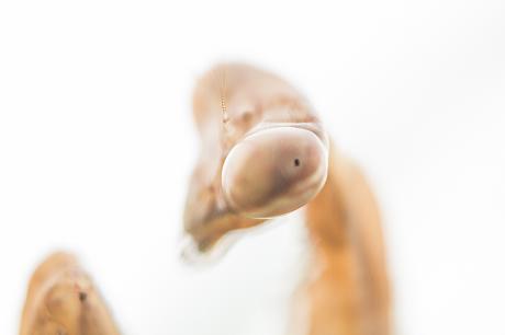 Gottesanbeterin - Farbschatten Fotografie - auf - Array - Gottesanbeterin - Farbschatten Fotografie - auf - Array -