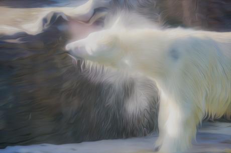 Eisbär - Farbschatten Fotografie - Array auf - Array - Eisbär - Farbschatten Fotografie - Array auf - Array -