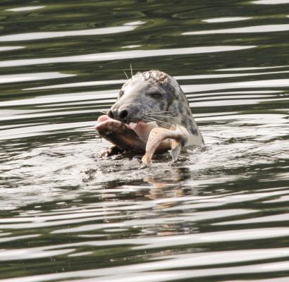 Robbe mit Katzenhai - Farbschatten Fotografie - auf - Array - Robbe mit Katzenhai - Farbschatten Fotografie - auf - Array -