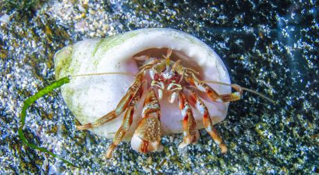 Einsiedler - Farbschatten Fotografie - auf - Array - Einsiedler - Farbschatten Fotografie - auf - Array -