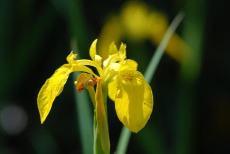 Yellow Flower - Peter Lustig - auf - Array - Yellow Flower - Peter Lustig - auf - Array -