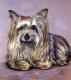 Yorkshire Terrier - Nicole Zeug - auf - Tiere - Yorkshire Terrier - Nicole Zeug - auf - Tiere -