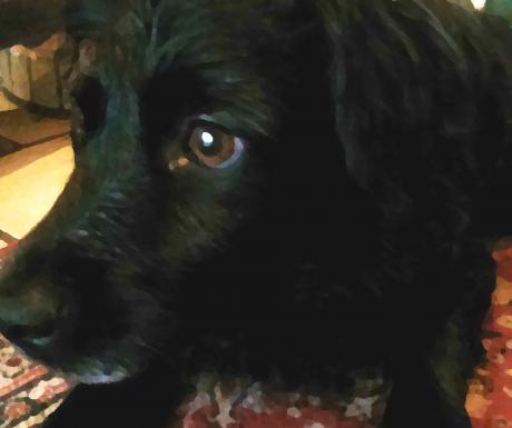 Hund - Ann-Marie Lehmeyer - auf - - Hund - Ann-Marie Lehmeyer - auf - -