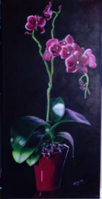 Orchidee--- - Maria Abt - Array auf Array - Array - Array Orchidee--- - Maria Abt - Array auf Array - Array - Array