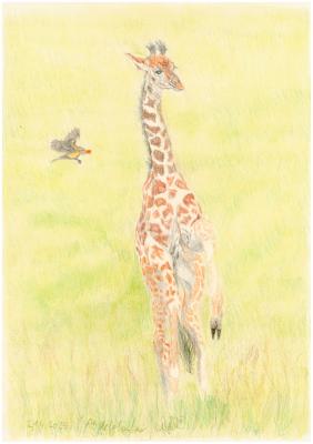 Baby-Giraffe - Claudia Lüthi - Array auf  - Array - 