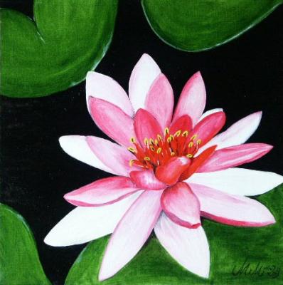 ---Seerose - Mandy Maday - Array auf Array - Array - Array ---Seerose - Mandy Maday - Array auf Array - Array - Array